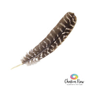 Turkey Smudging Feather