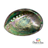 Abalone Shell