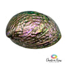 Abalone Shell