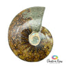 Ammonite Shell