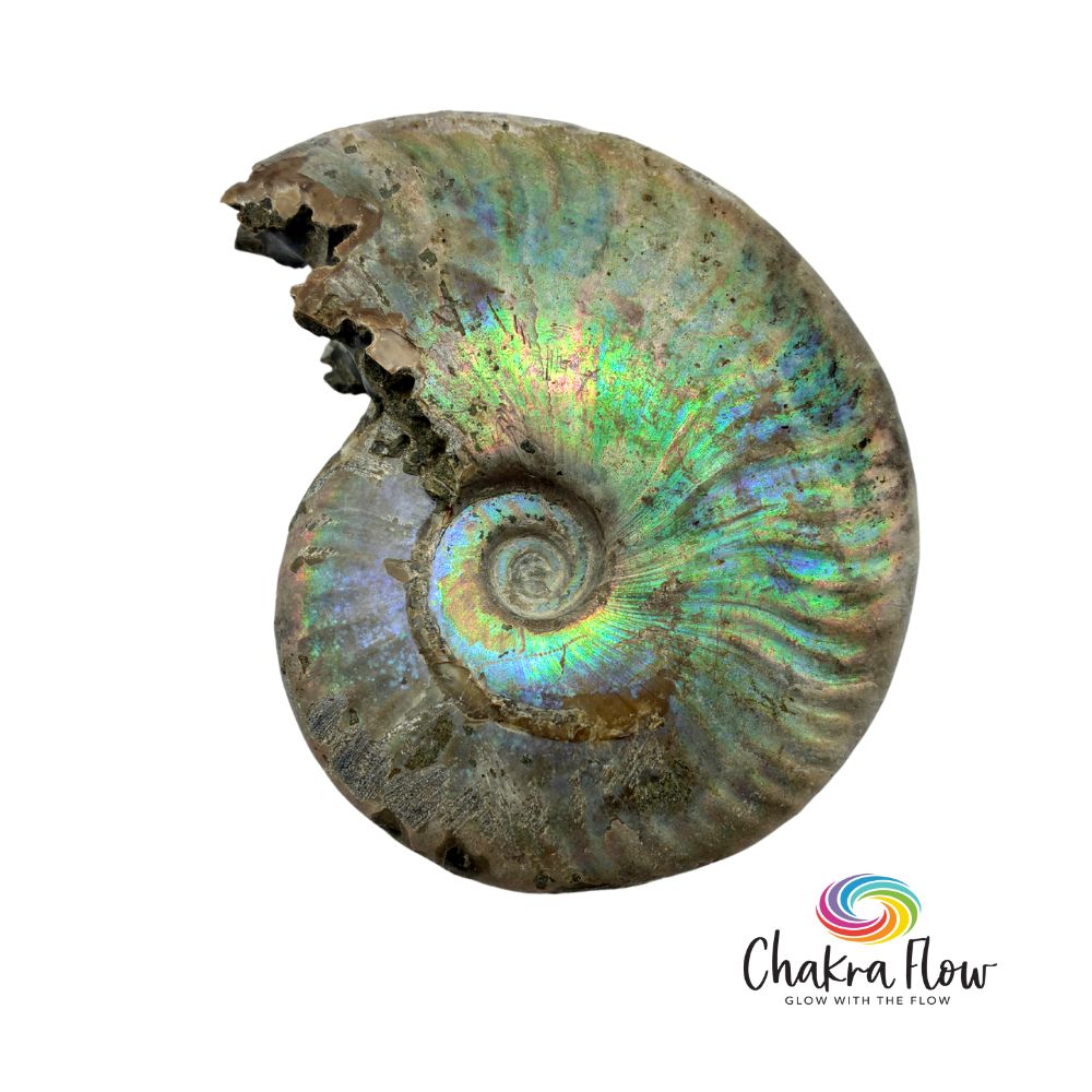 Amenite Shell Ammonite Shell | Chakra Flow
