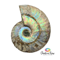 Ammonite Shell 