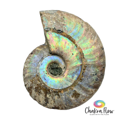 Ammonite Shell 