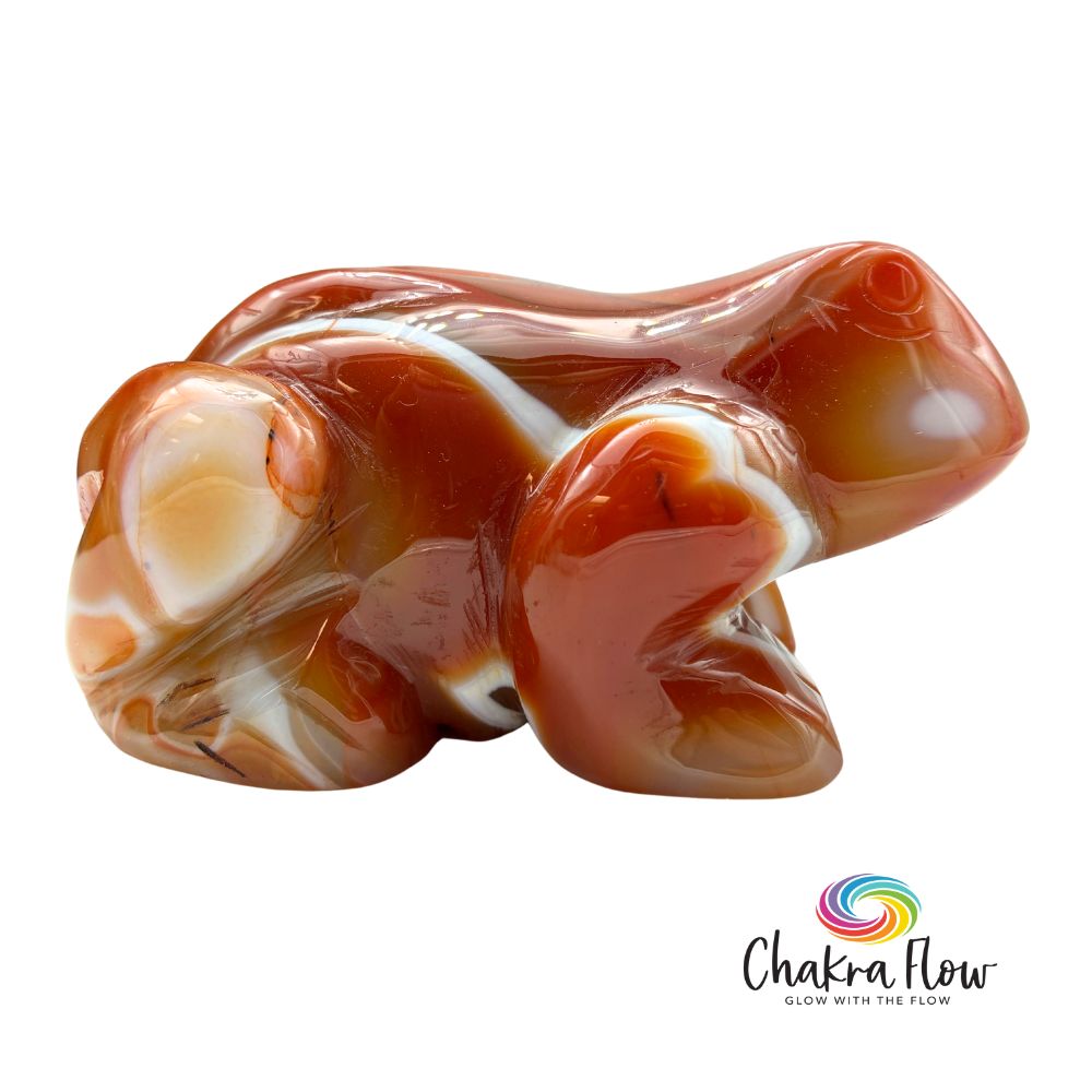 Banded Carnelian Frog