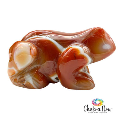 Banded Carnelian Frog