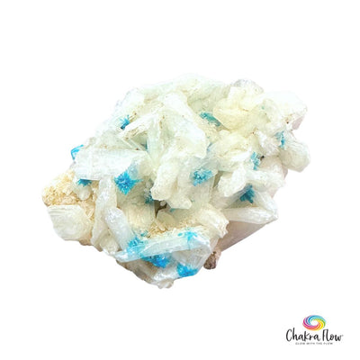 Cavaste Specimen CS01