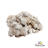 Desert Rose Cluster
