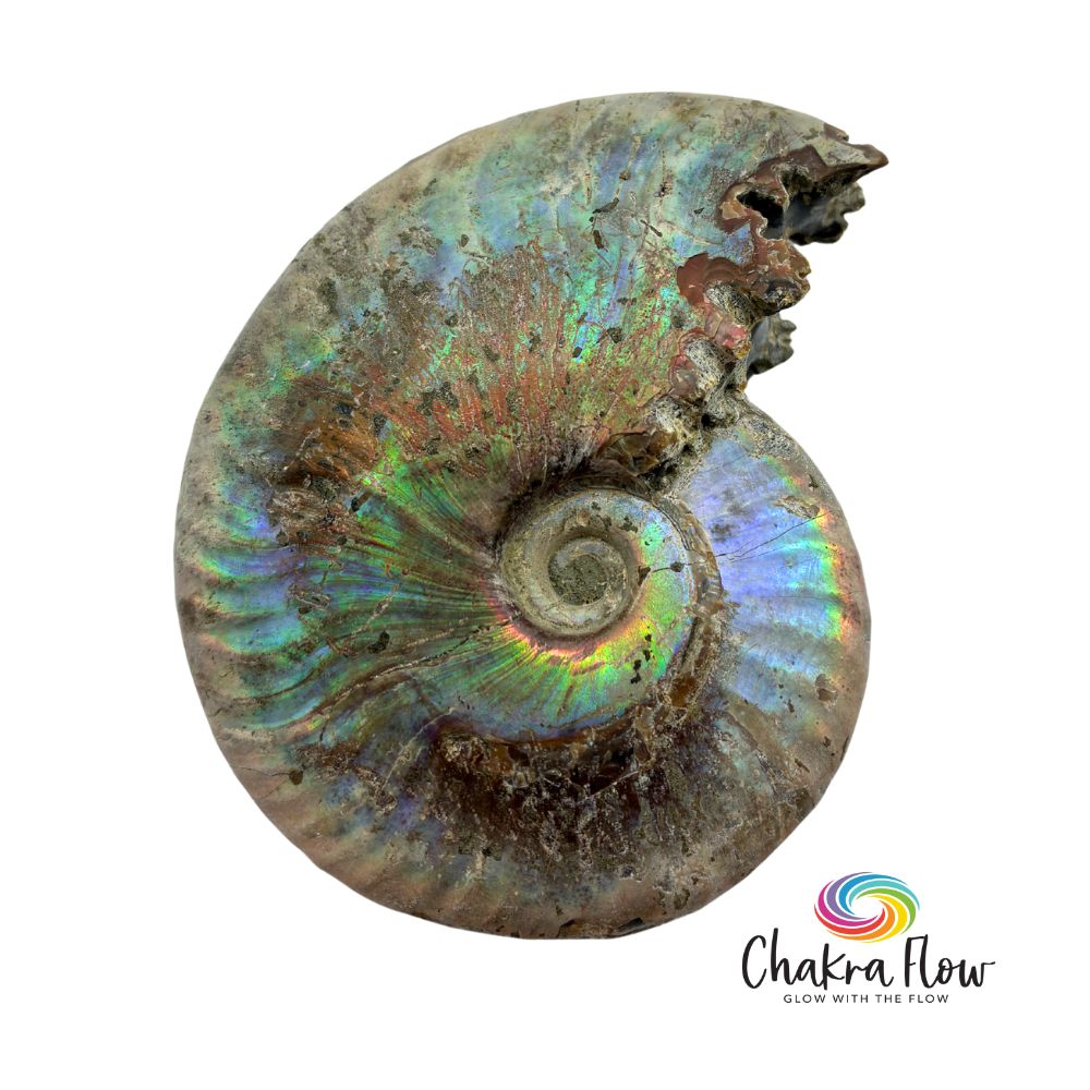 Ammonite Shell | Chakra Flow