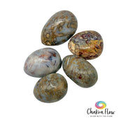 Fossil Jasper Tumble