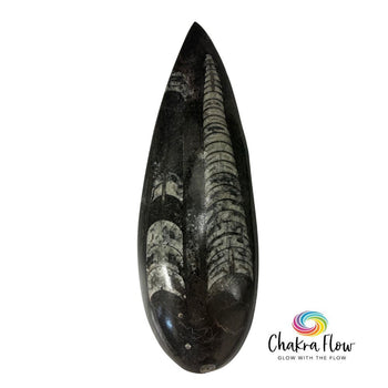 Orthoceras Fossils
