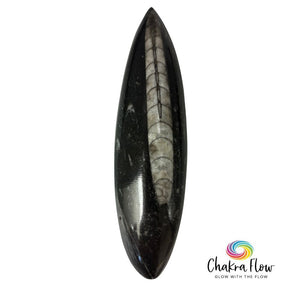 Orthoceras Fossil