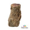 Petrified Wood Log