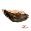 Petrified Wood Slices