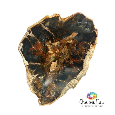 Petrified Wood Slice