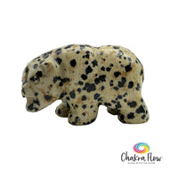 Dalmanitan Jasper Roaring Bear