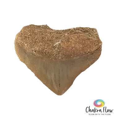 Shark Tooth Fossil