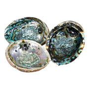 Abalone Shell