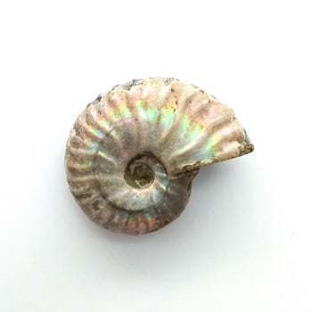 Ammonite Fossil
