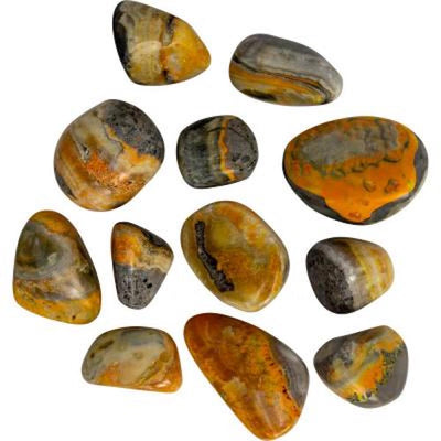 Bumblebee Jasper