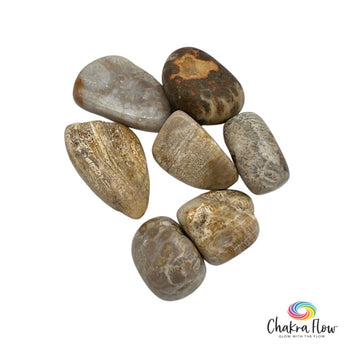Coral Fossil Tumble