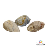 Gastropod Crystallized Fossil Shell