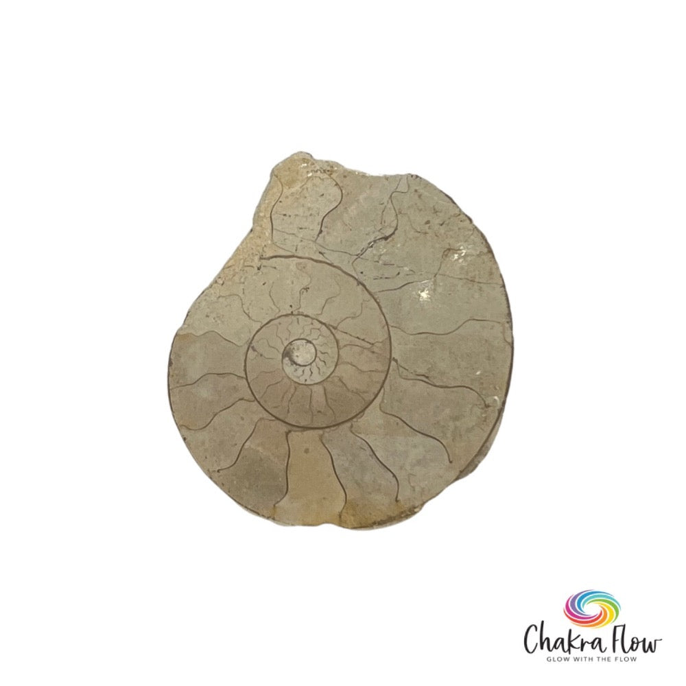 Ammonite Fossil Slice