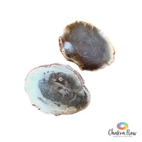 Petrified Wood slices
