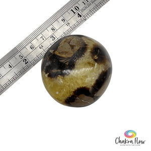 Septarian Palm Stone