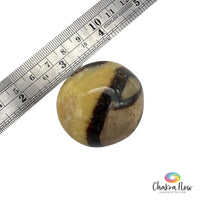 Septarian Palm Stone