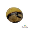 Septarian Palm Stone