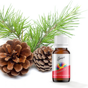 Spruce Essential Oil with Spruce Branch