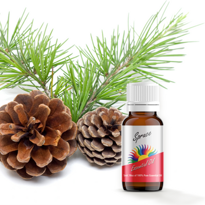 Spruce Essential Oil with Spruce Branch