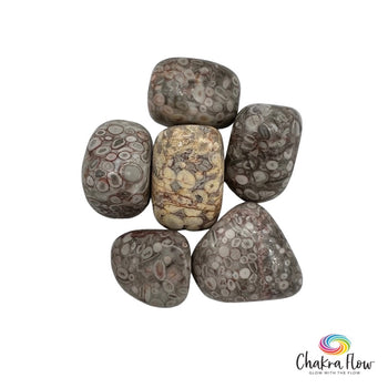 White Leopardskin Jasper
